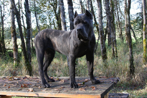 old world cane corso vandal
